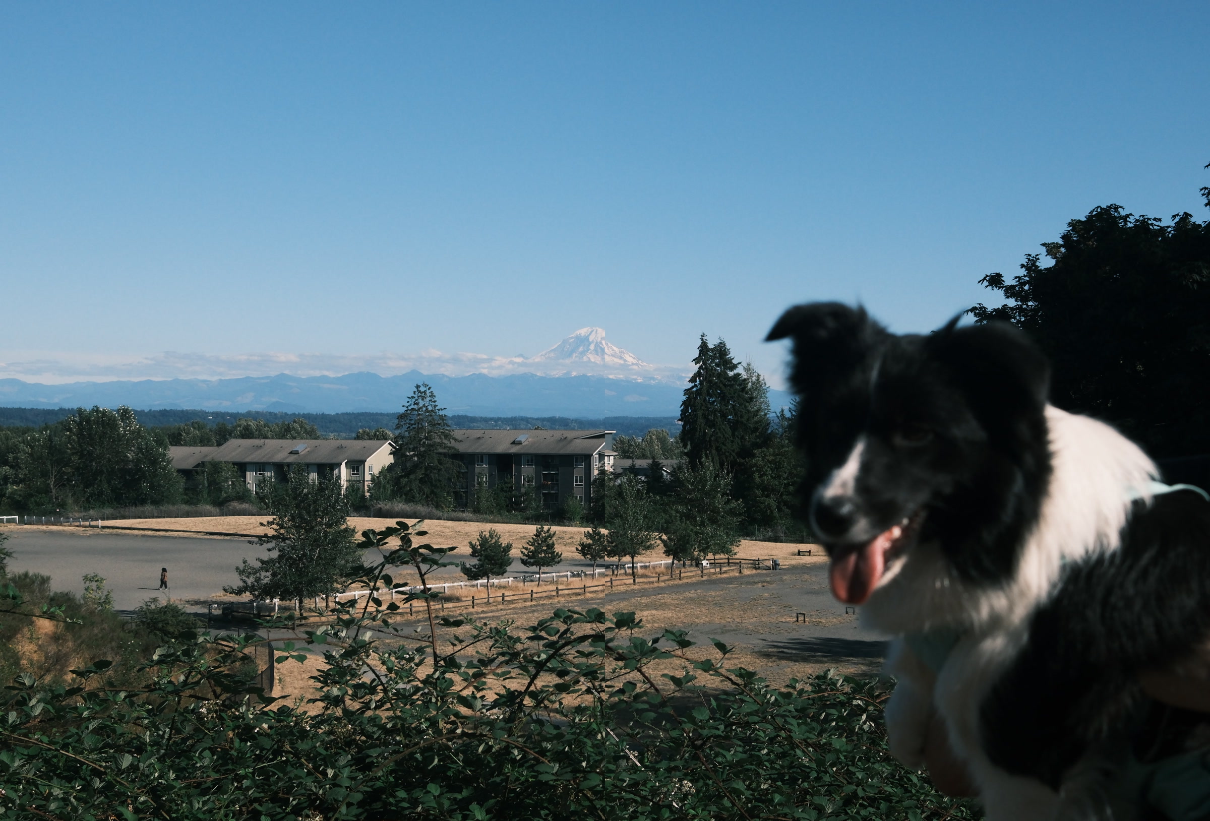 Ash at the dog park with Mount Rainier in the distance