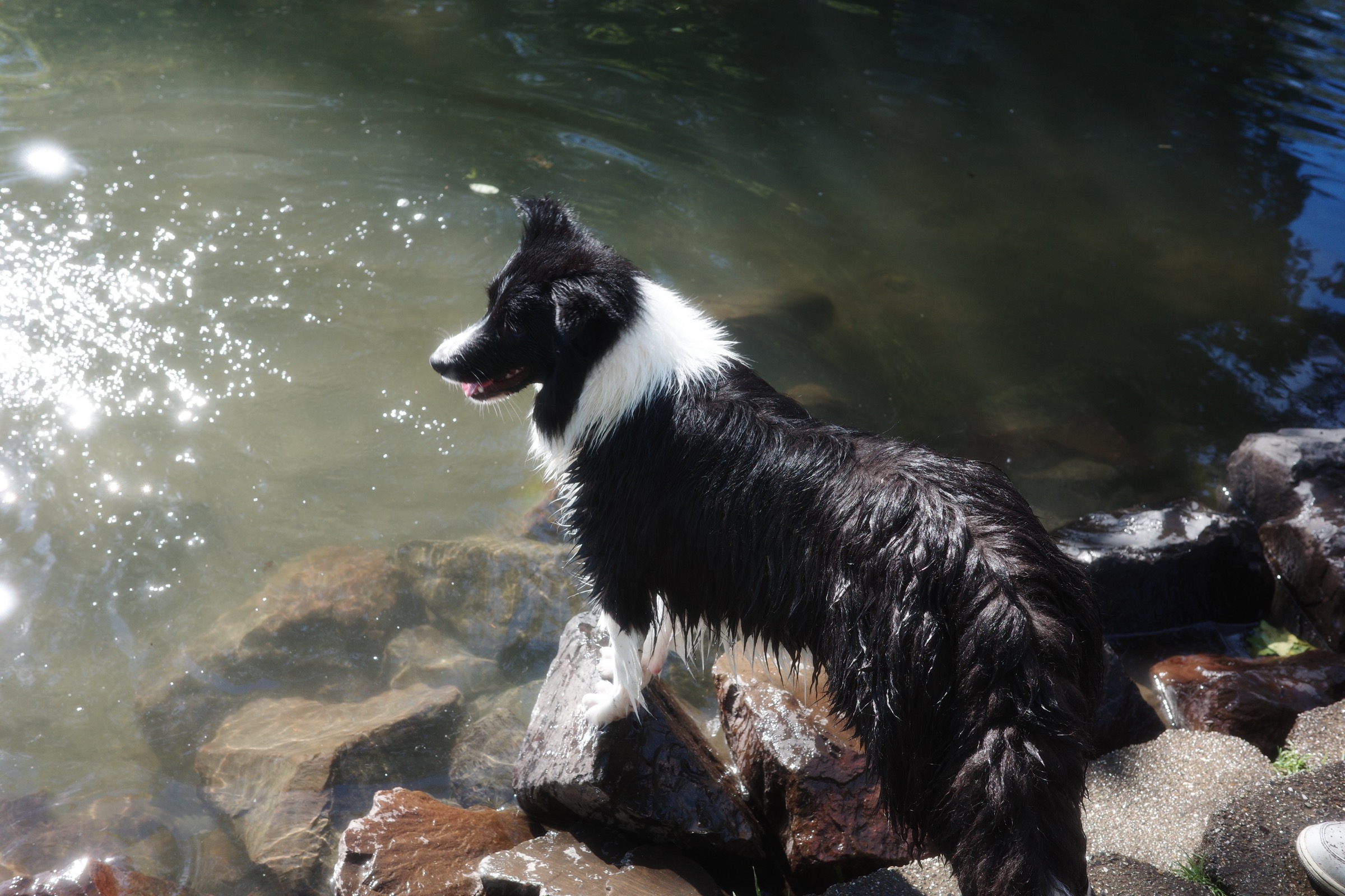 Ash standing at the water's edge in the summer sun at Marymoor Park