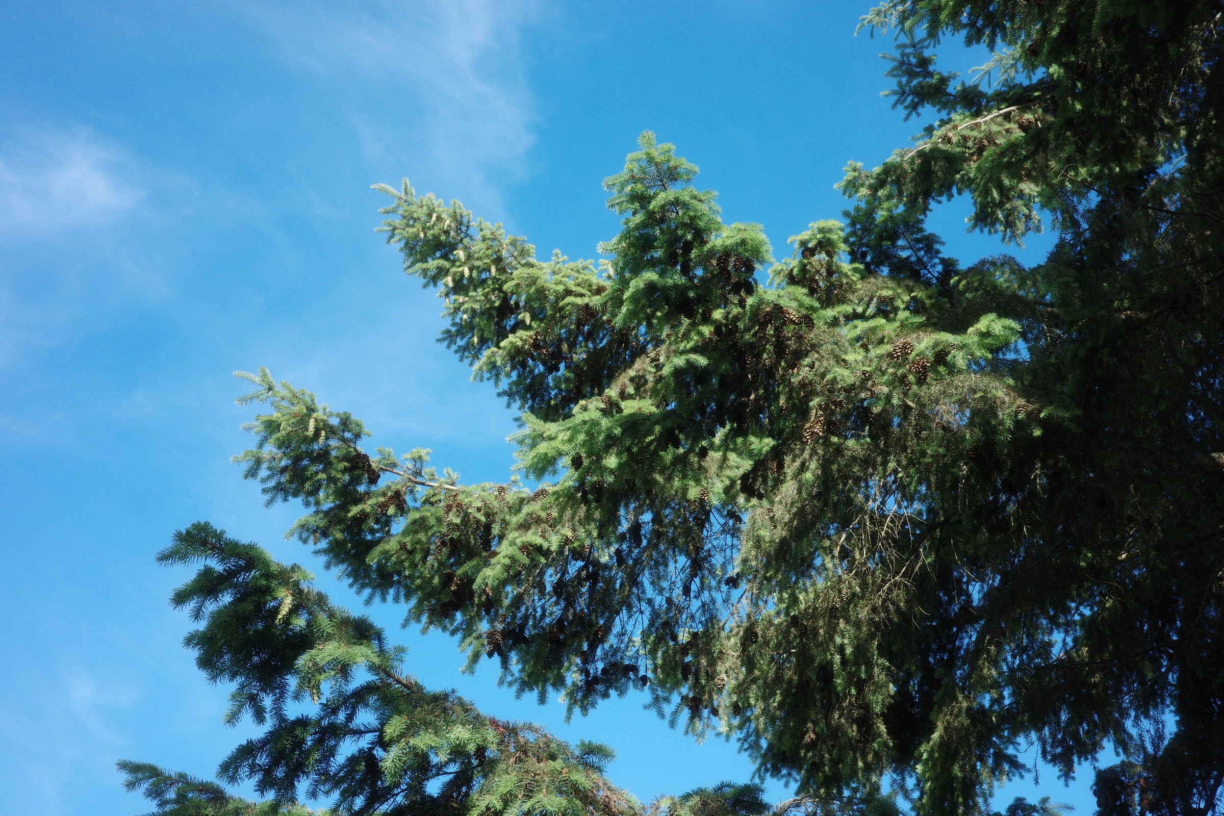 Pine branches reaching into a clear blue summer sky at Marymoor Park