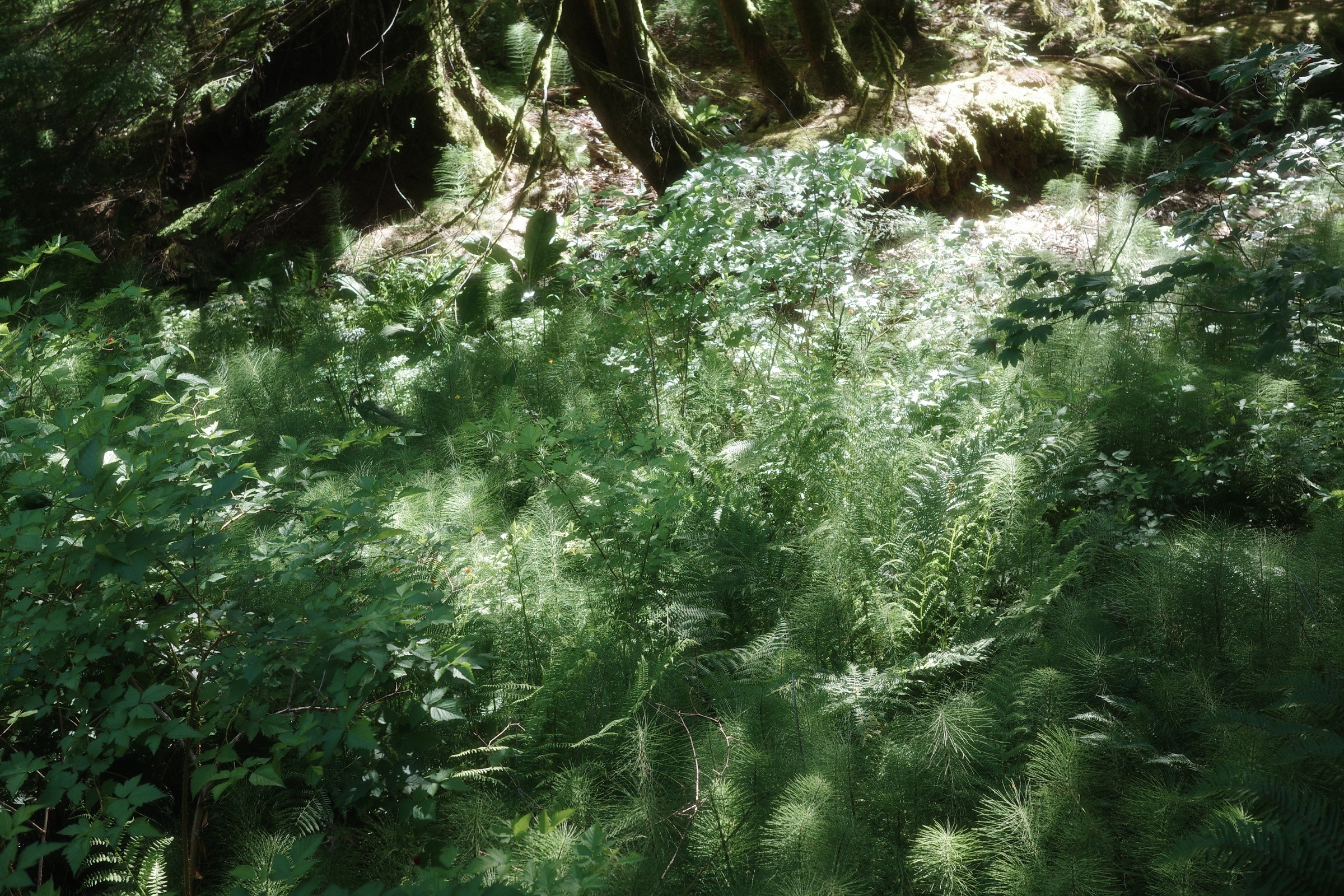 Sunlight opening across ferns and moss on the forest floor