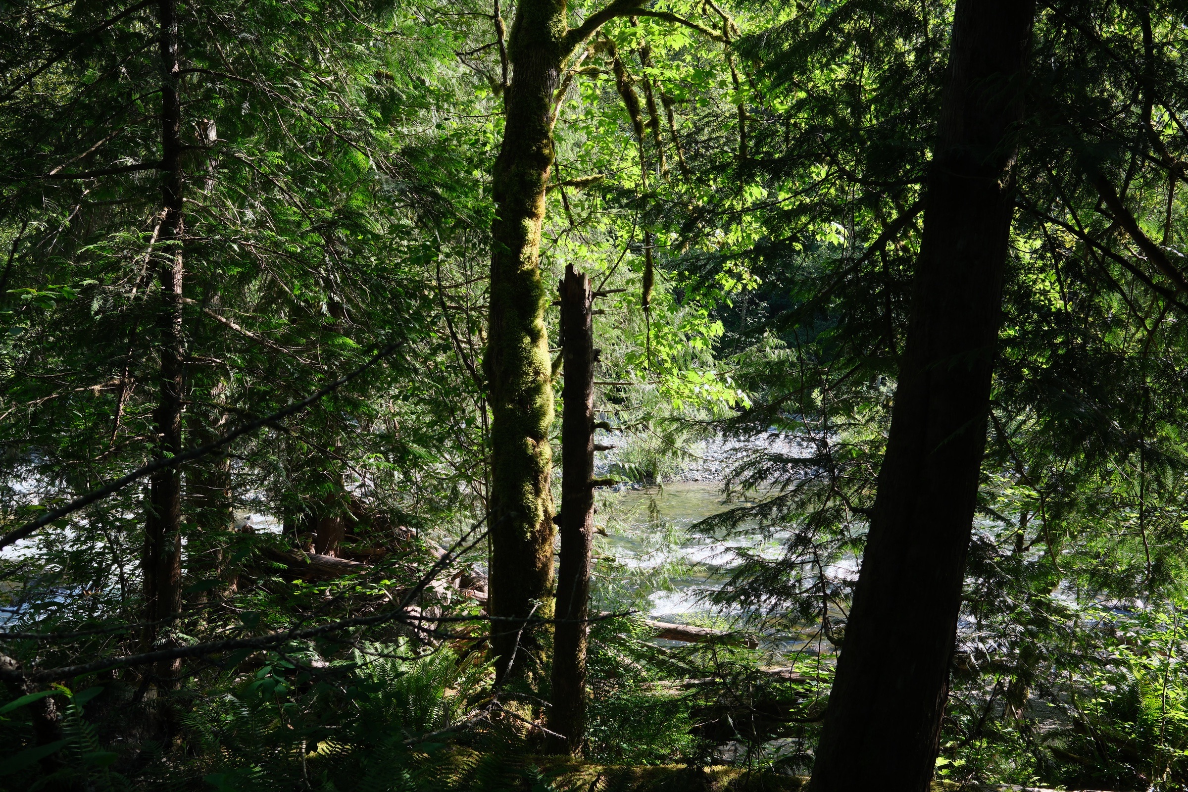 A river glimpsed through moss-covered trees in a green forest