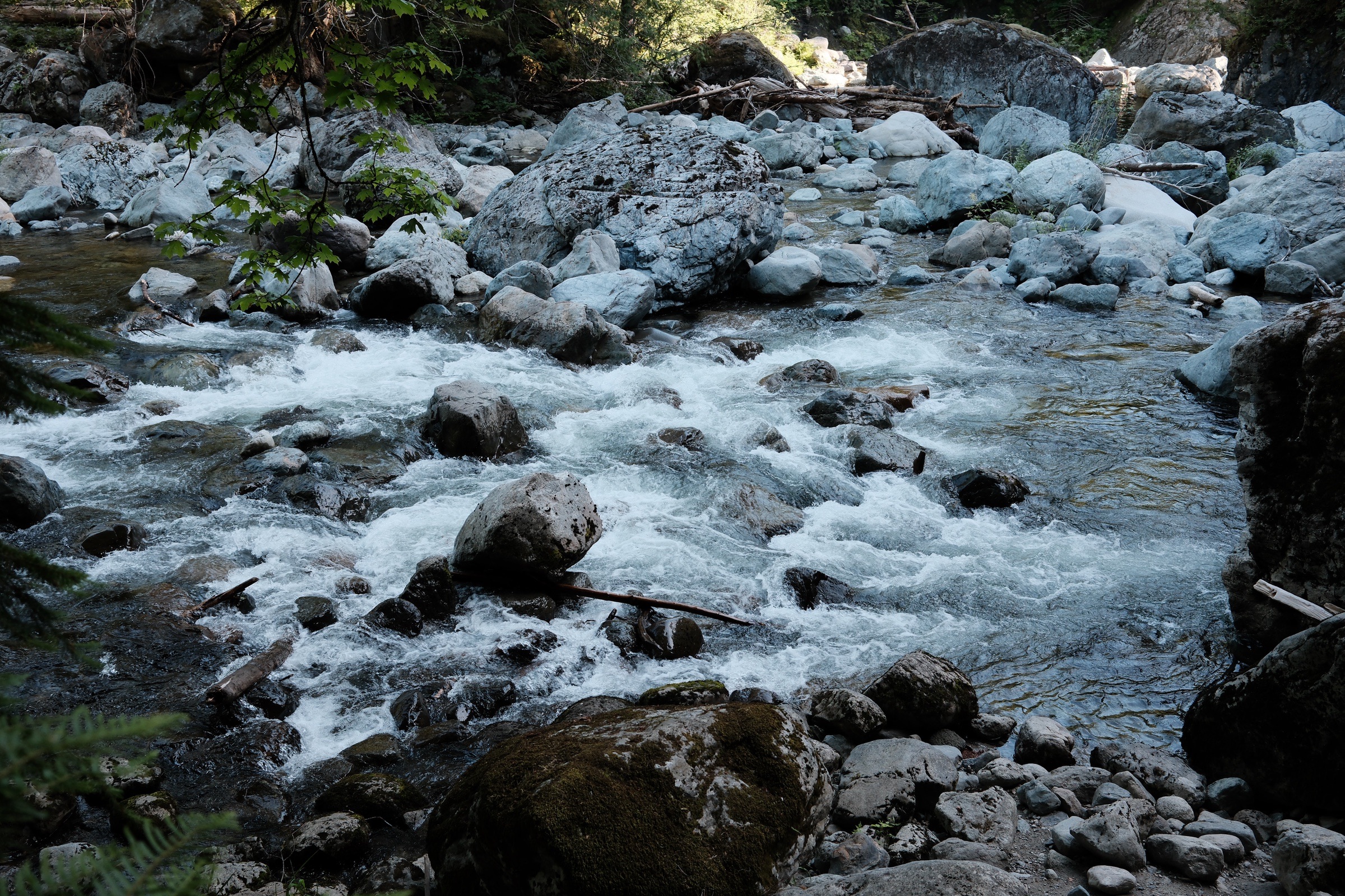 Clear mountain water running between pale rocks beneath the forest