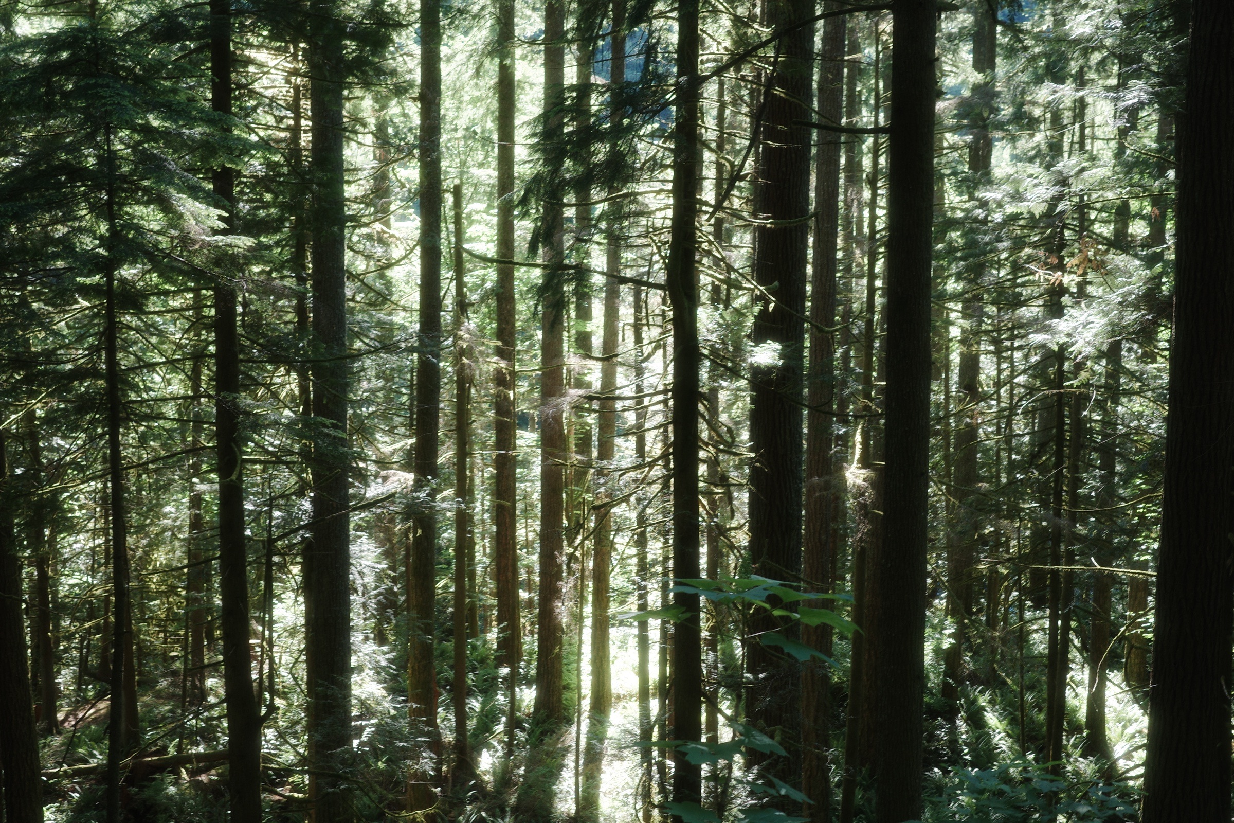 Summer light filtering through a dense stand of evergreen trees